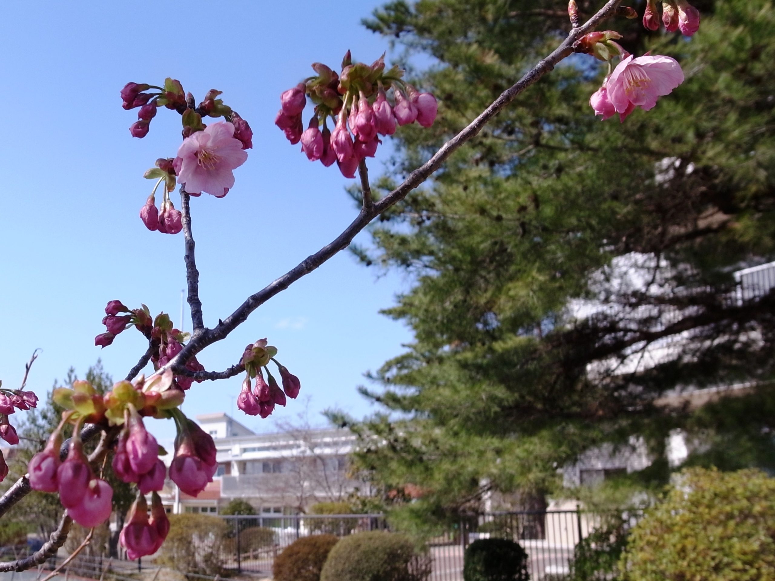 わかくさ幼稚園の桜が咲きました
